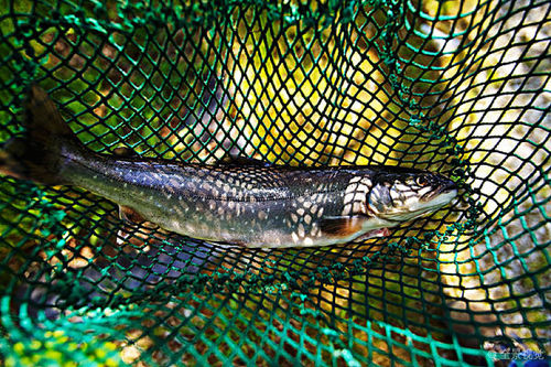 Ultime notizie aziendali su Poca conoscenza delle reti da pesca