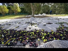 La funzione netta verde oliva