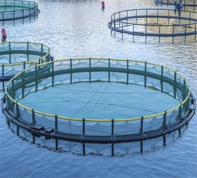 Macchina avanzata di fabbricazione di reti da pesca senza nodi per una produzione rapida e precisa