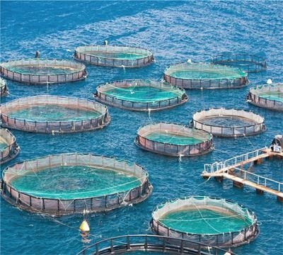 Macchina di fabbricazione di reti da pesca senza nodi