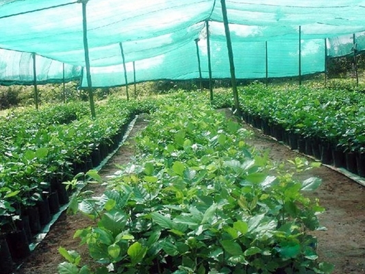 Macchina per l'ombra a doppio ago Macchina per l'ombra a doppio ago Macchina per l'ombra a doppio ago DRCA Tipo di materiale vergine HDPE Sunshine Green Shading Net Making Machine